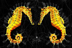 Dr. Clark's image